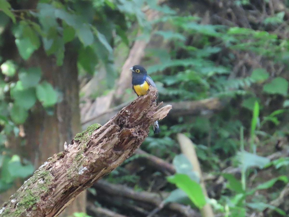 monokkeltrogon - ML638345053