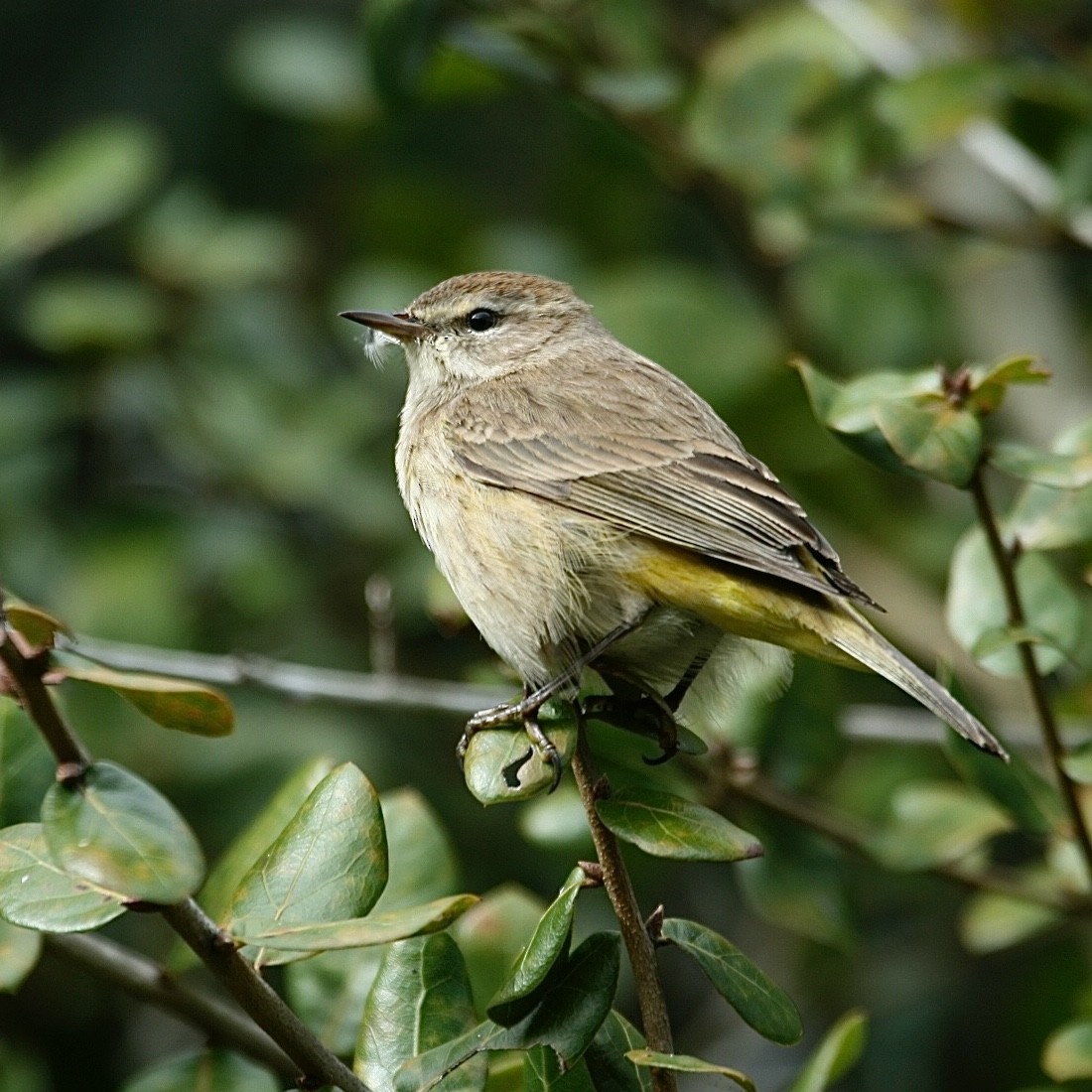Palm Warbler - ML638345063