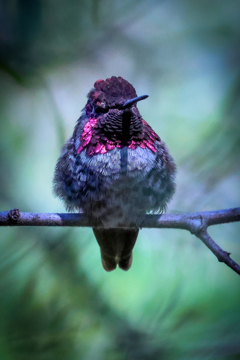 Anna's Hummingbird - ML638345089