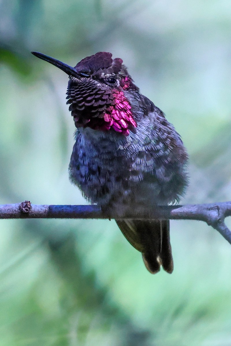 Anna's Hummingbird - ML638345090