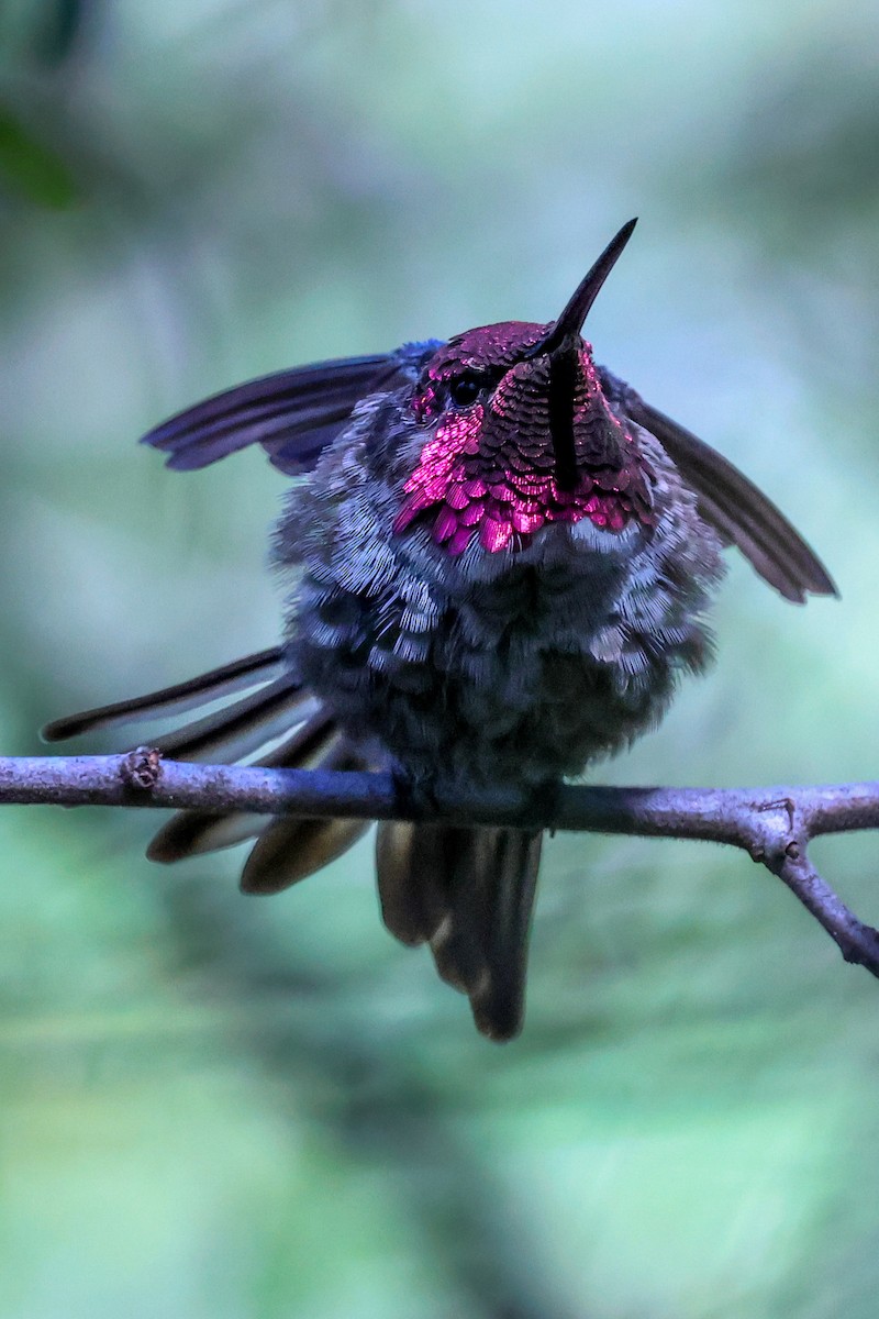Anna's Hummingbird - ML638345091