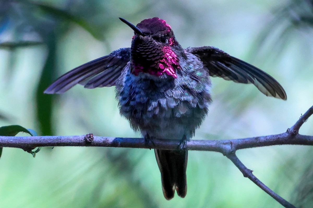 Anna's Hummingbird - ML638345092