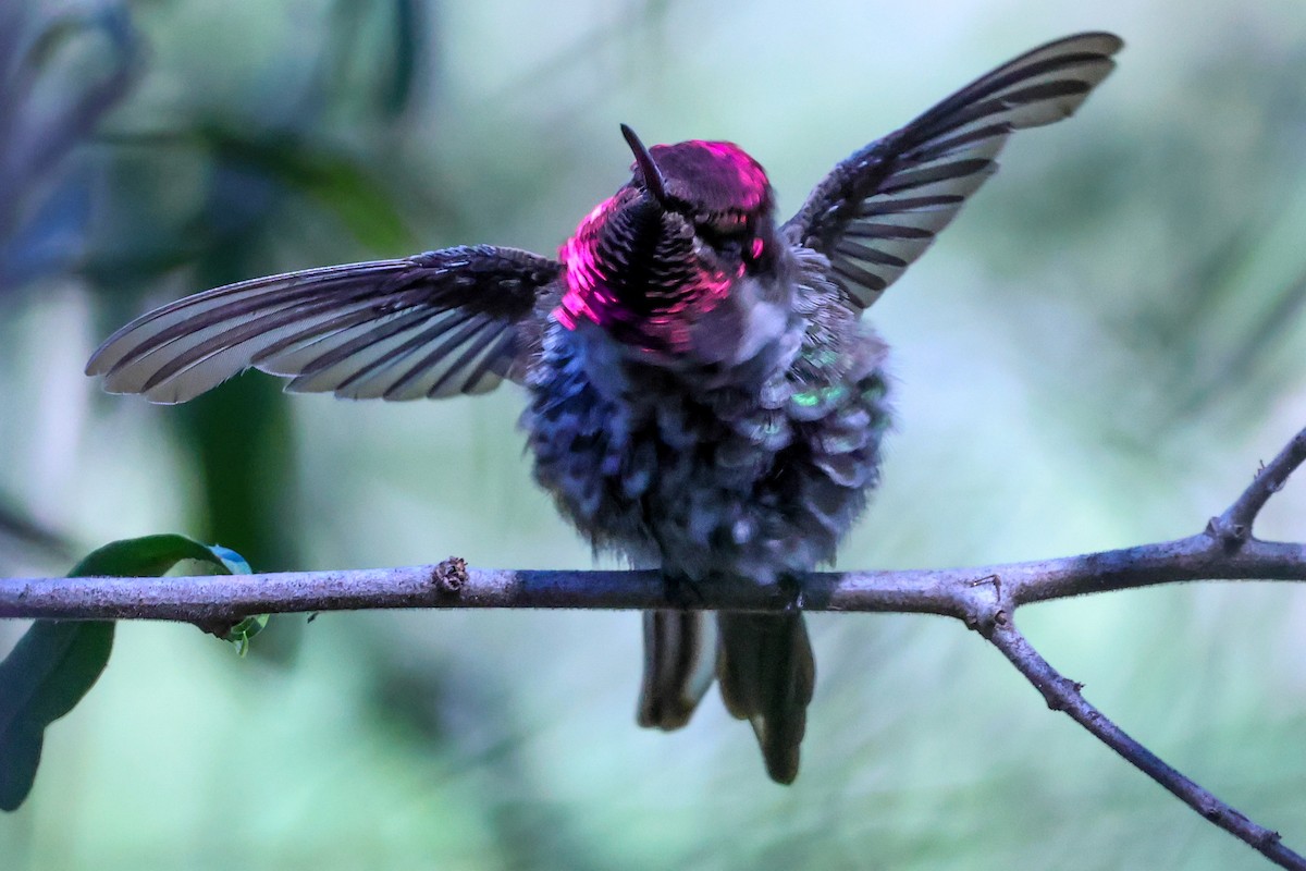Anna's Hummingbird - ML638345093