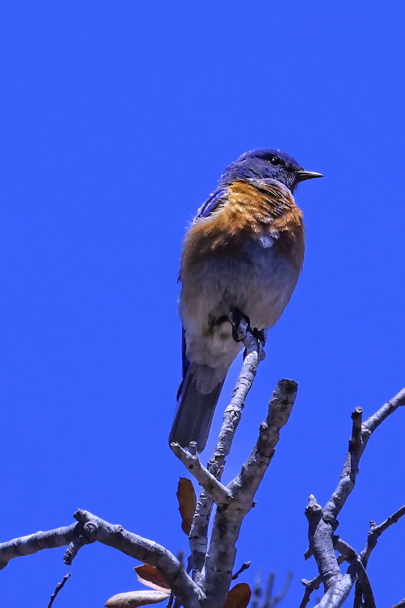 Western Bluebird - ML638345105