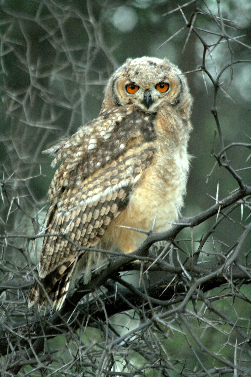 Spotted Eagle-Owl - ML638345106