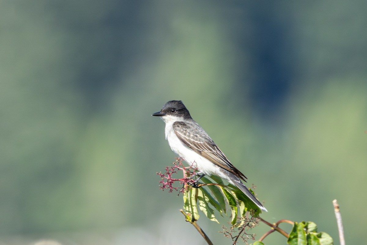 Eastern Kingbird - ML638345126