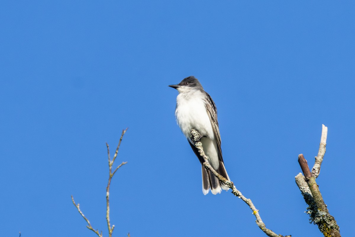 Eastern Kingbird - ML638345127