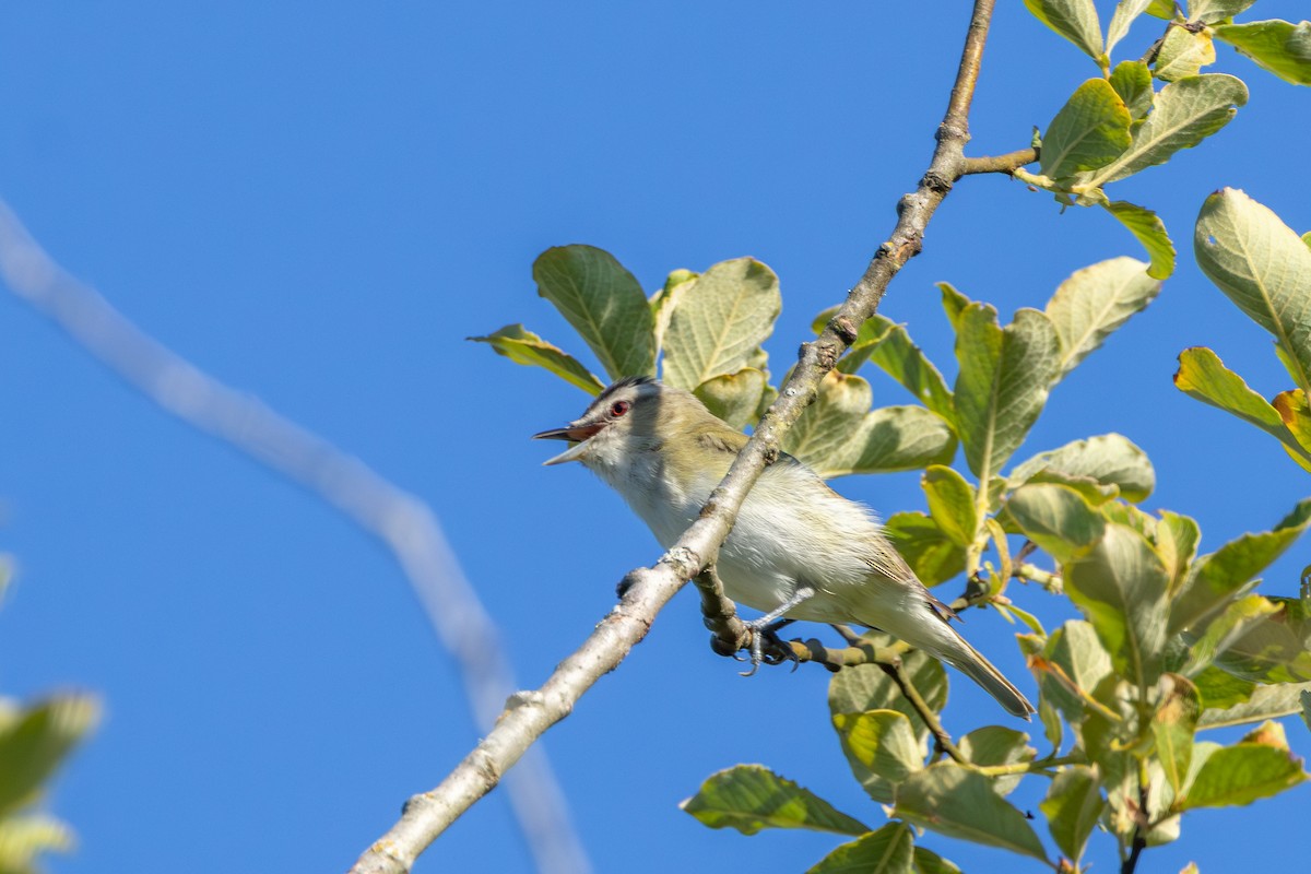 Vireo begigorria - ML638345146
