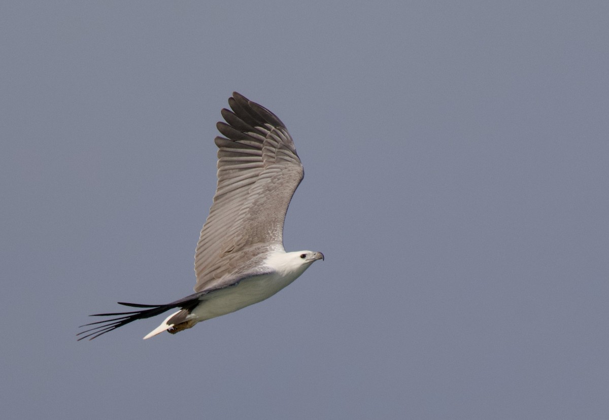 White-bellied Sea-Eagle - ML638345154