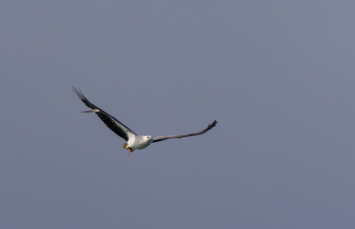 White-bellied Sea-Eagle - ML638345155