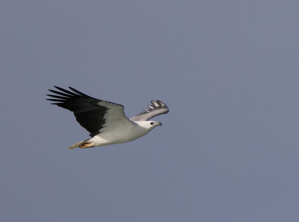 White-bellied Sea-Eagle - ML638345156