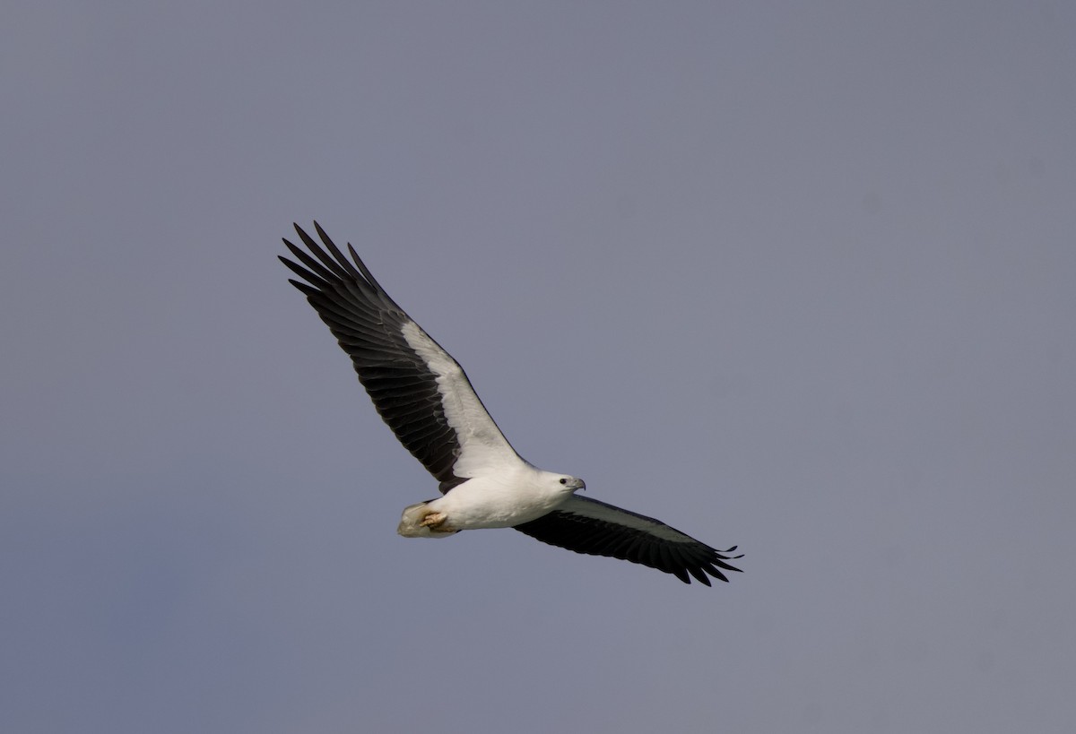 White-bellied Sea-Eagle - ML638345158