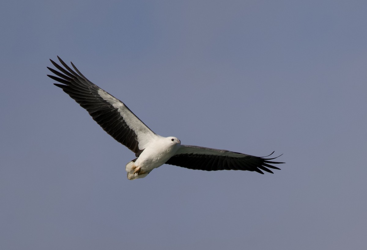 White-bellied Sea-Eagle - ML638345159