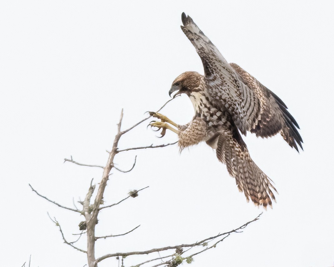 Rotschwanzbussard - ML638345173