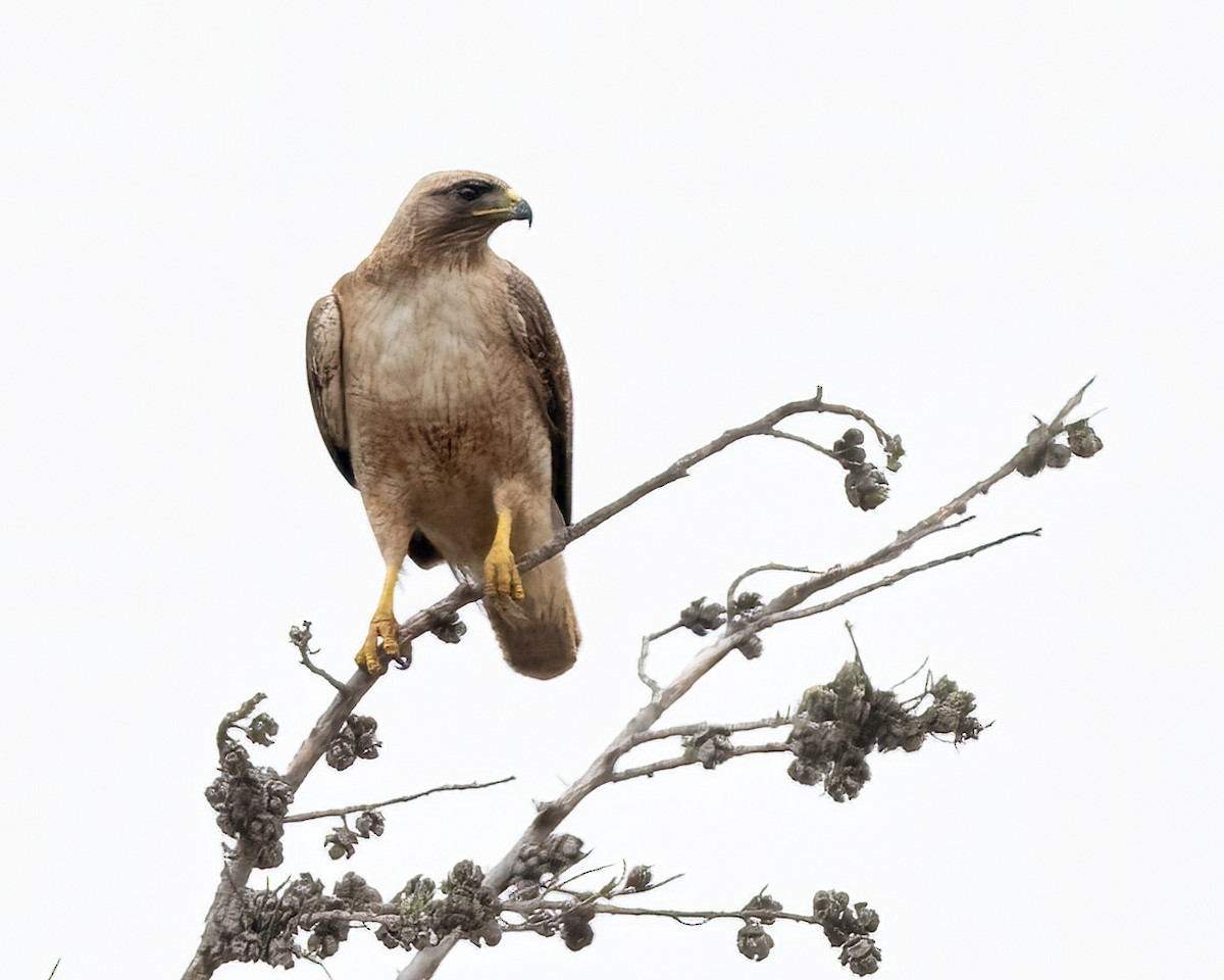 Rotschwanzbussard - ML638345174
