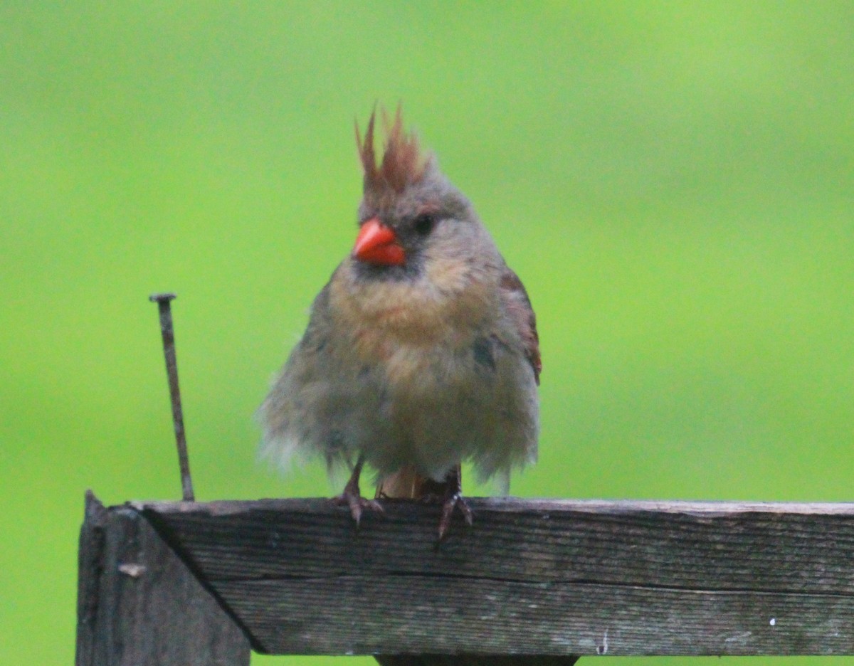 Northern Cardinal - ML638345218