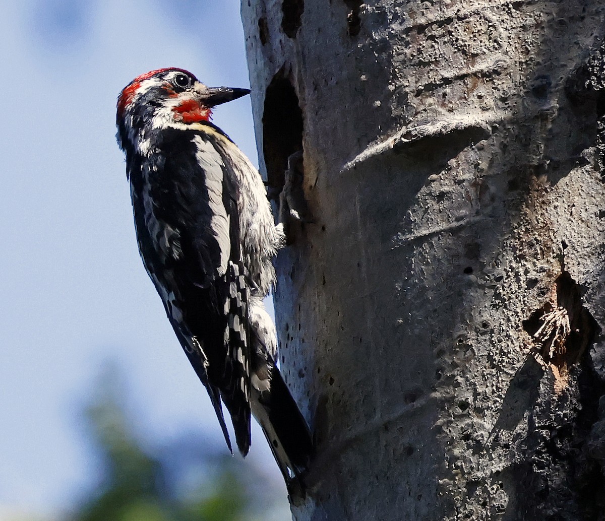 Red-naped Sapsucker - ML638345253