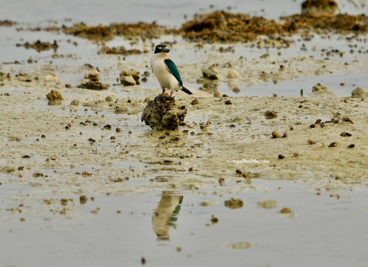 Collared Kingfisher - ML638345261