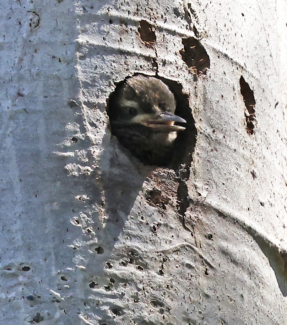 Red-naped Sapsucker - ML638345264