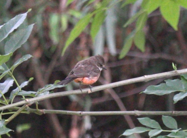 Vermilion Flycatcher - ML638345267