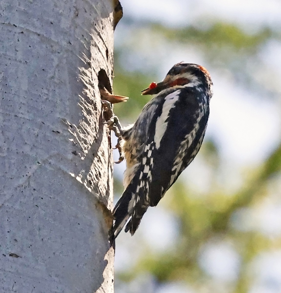 Red-naped Sapsucker - ML638345275