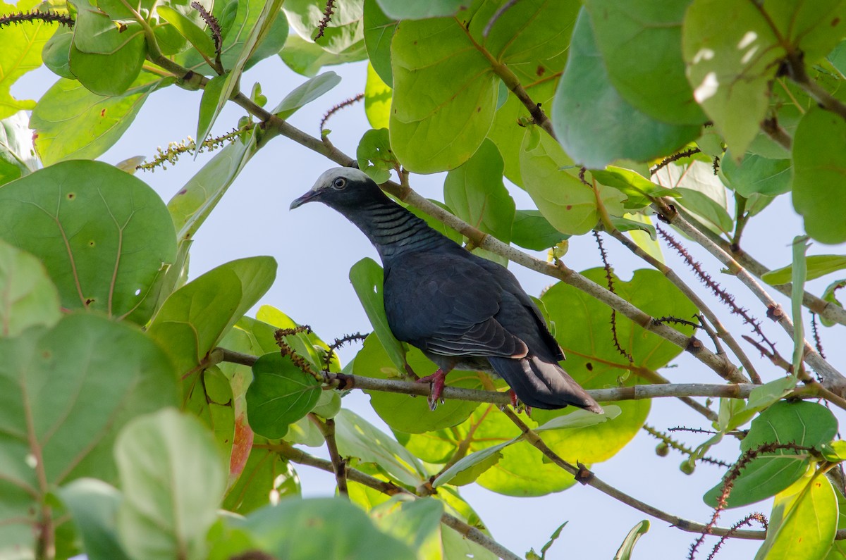White-crowned Pigeon - ML638345280