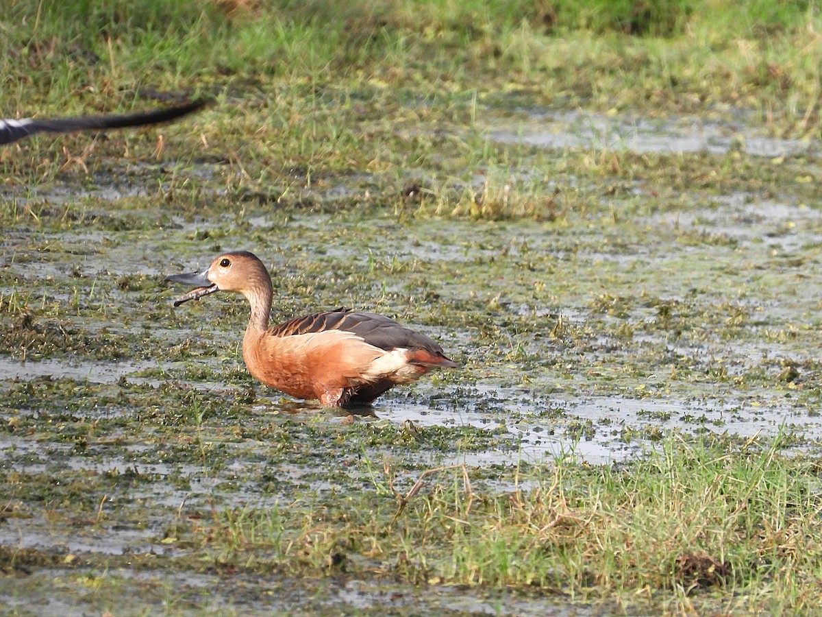 Lesser Whistling-Duck - ML638345284
