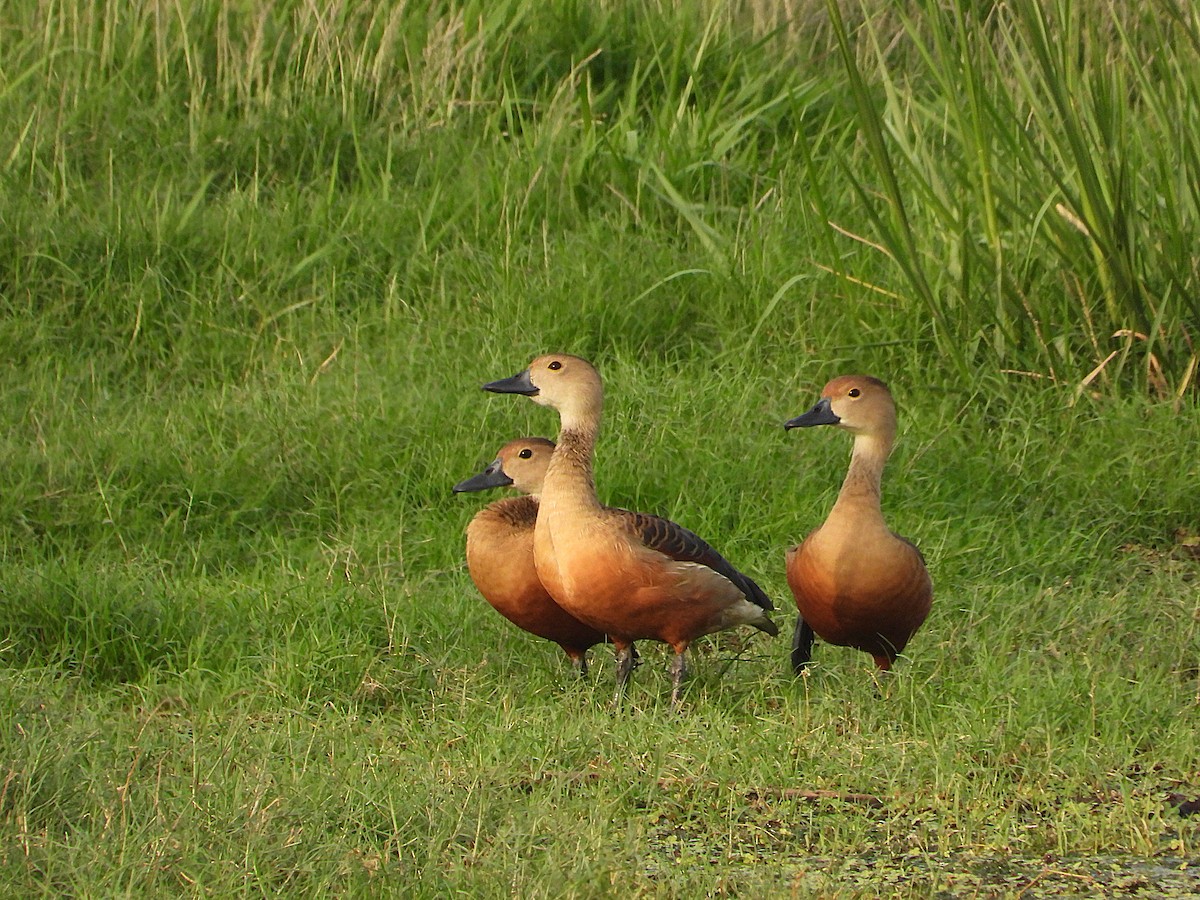 Lesser Whistling-Duck - ML638345285