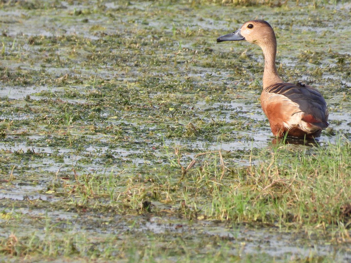 Lesser Whistling-Duck - ML638345286
