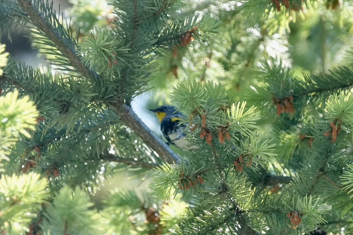 Пісняр-лісовик жовтогузий - ML638345308