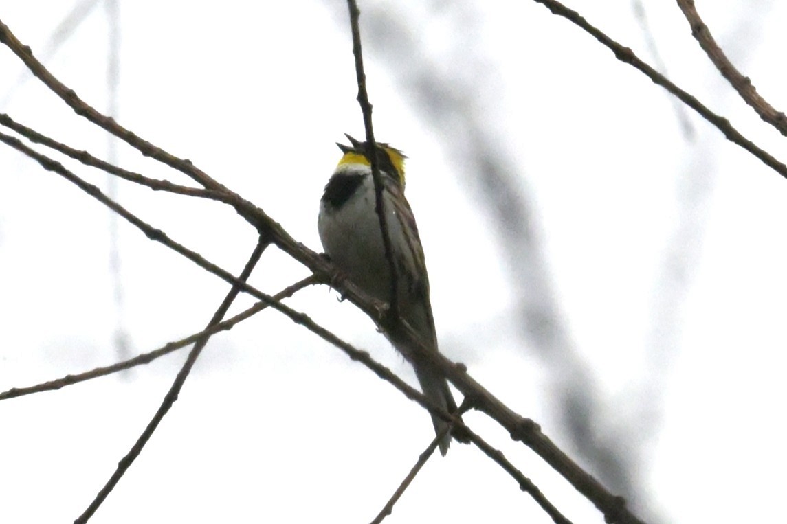 Yellow-throated Bunting - ML638345322