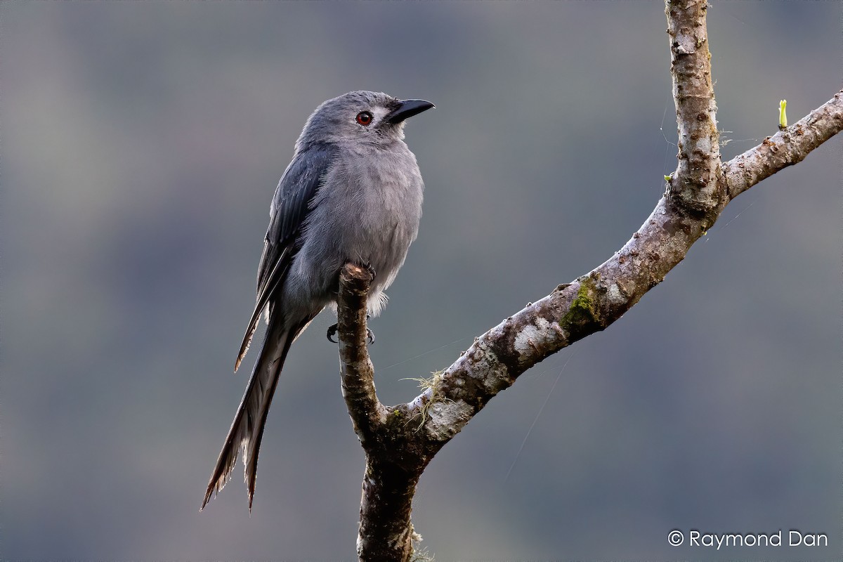 askedrongo - ML638345330