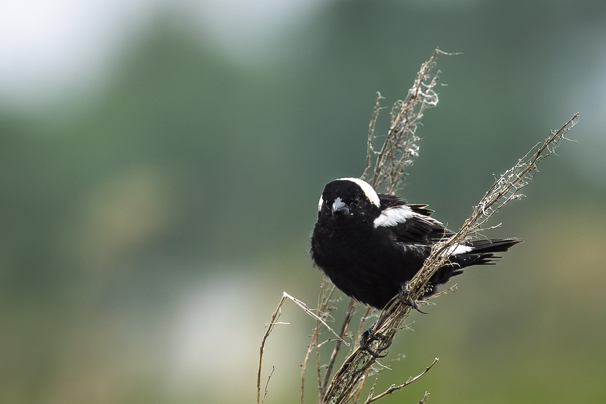 Bobolink - ML638345331