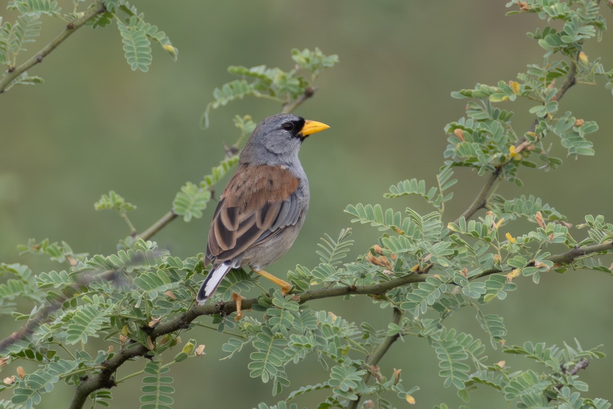 Little Inca-Finch - ML638345332