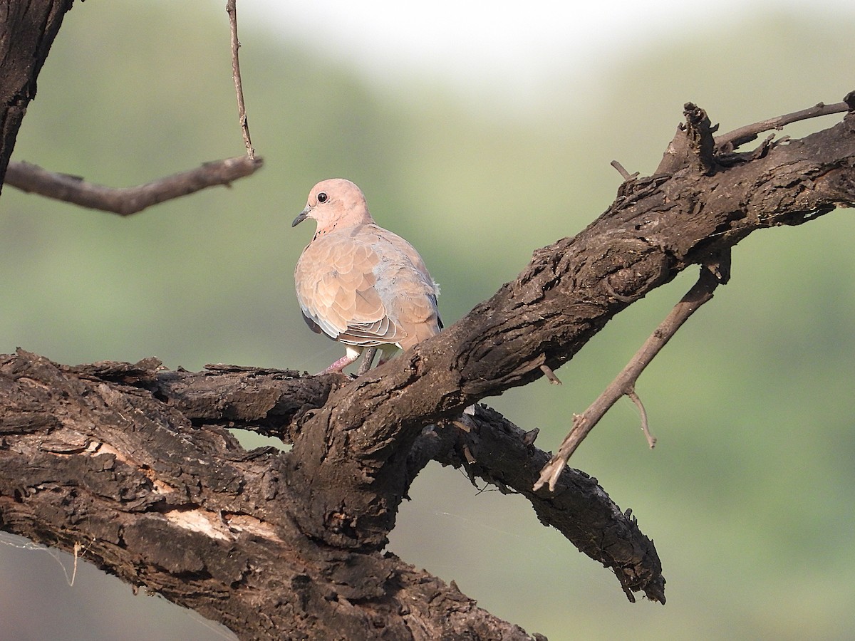 Laughing Dove - ML638345338