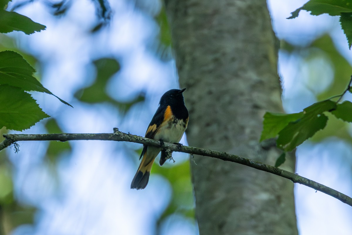 American Redstart - ML638345345