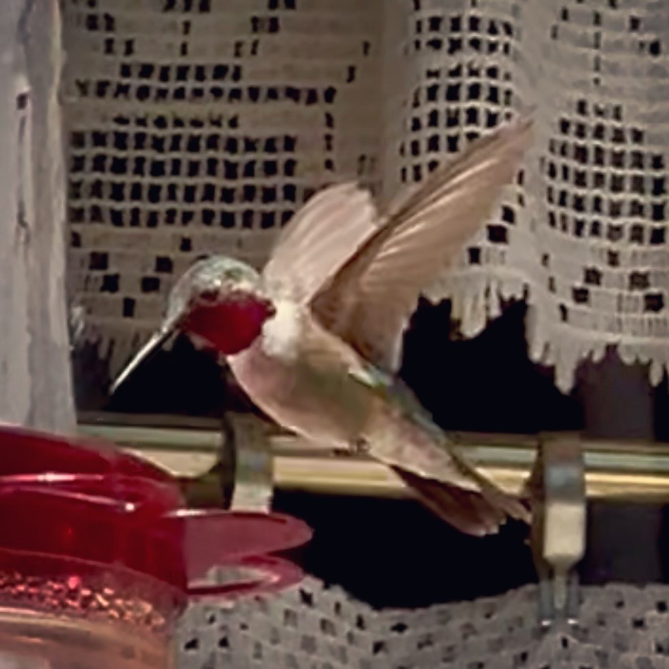 bredstjertkolibri - ML638345348