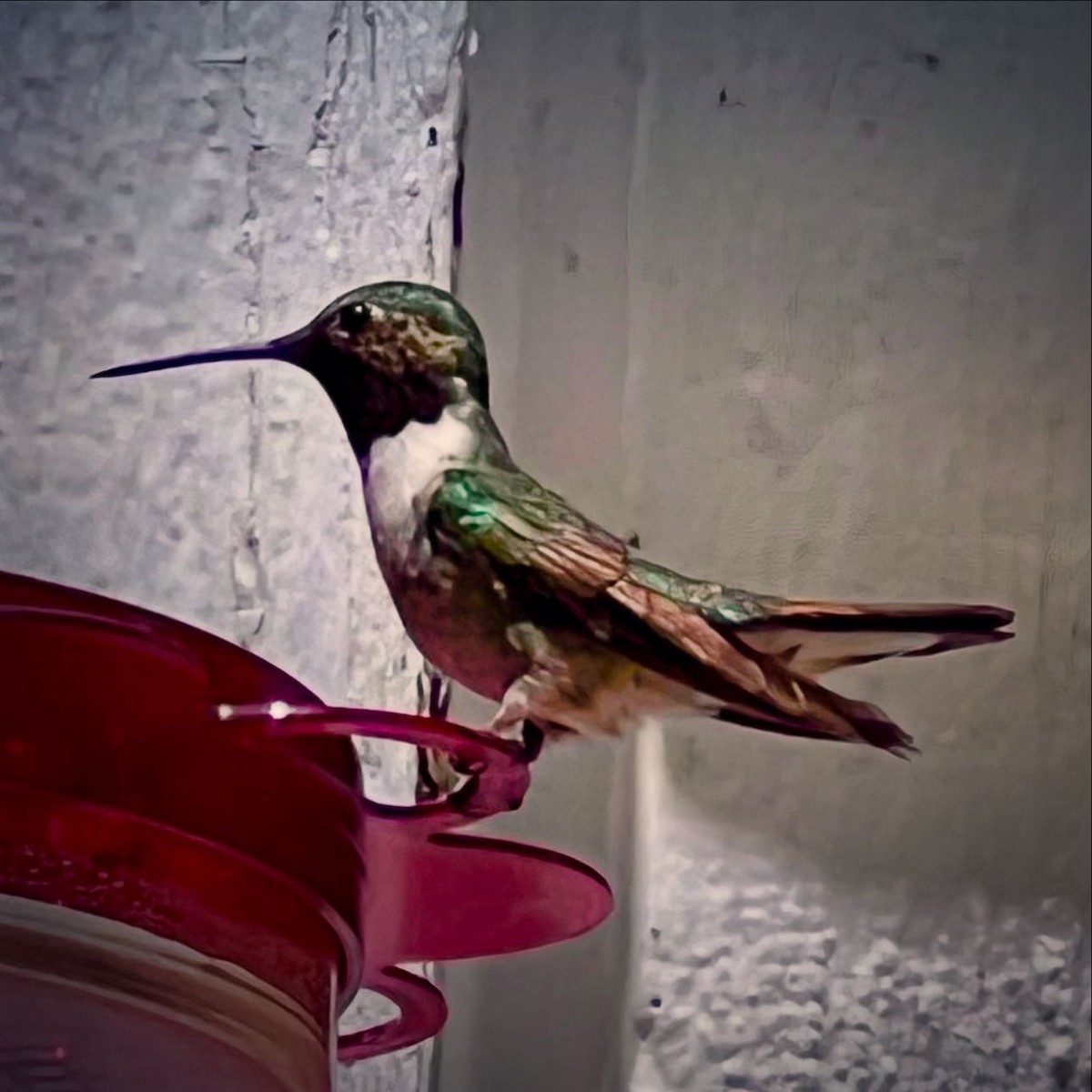 bredstjertkolibri - ML638345349