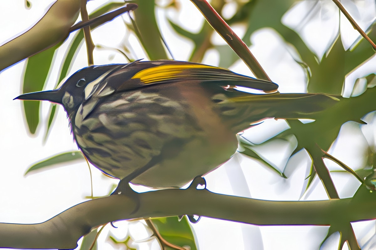 New Holland Honeyeater - ML638345359