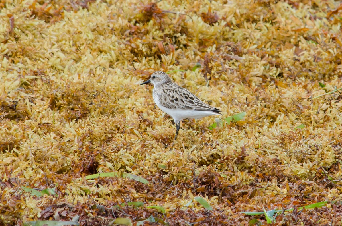 Txirri erdipalmatua - ML638345360