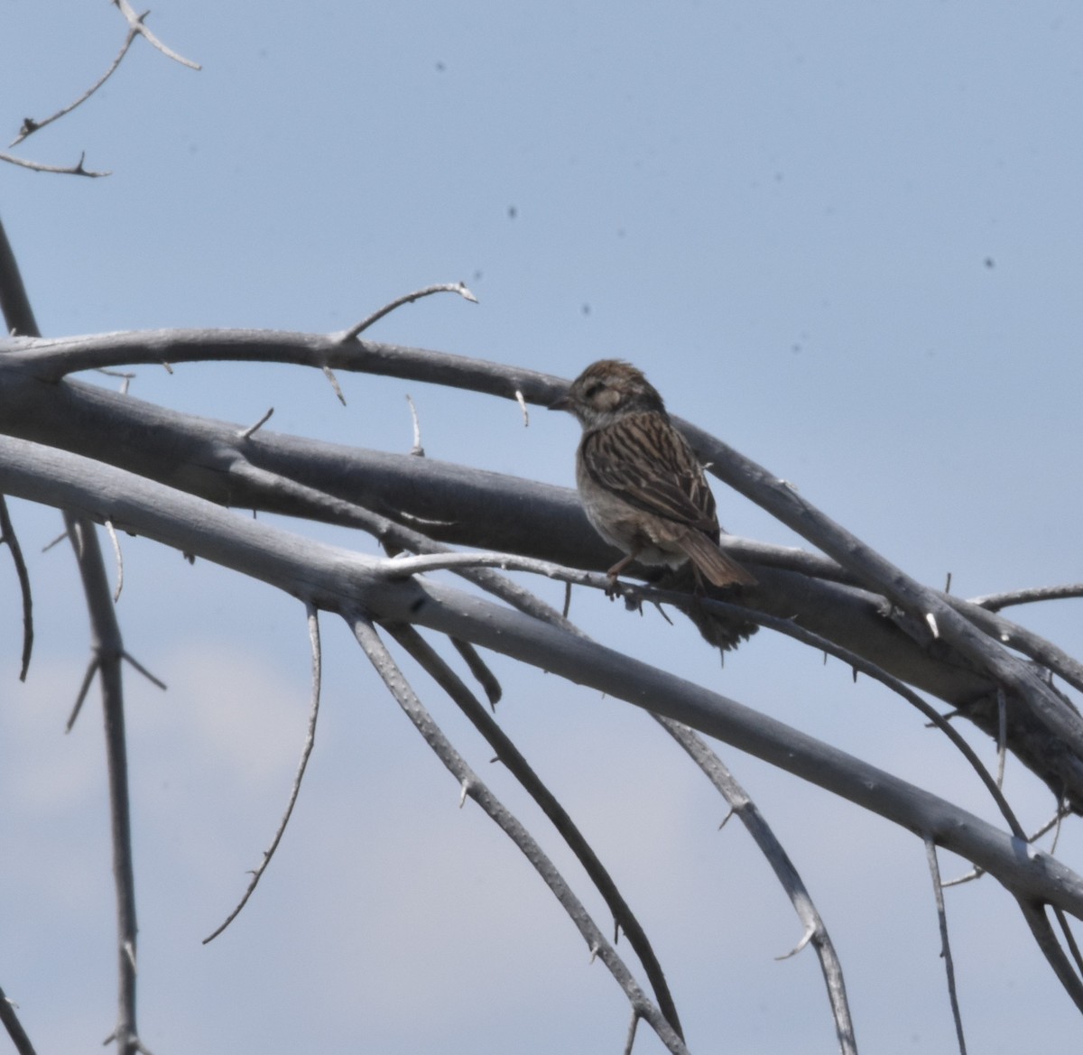 Brewer's Sparrow - ML638345361