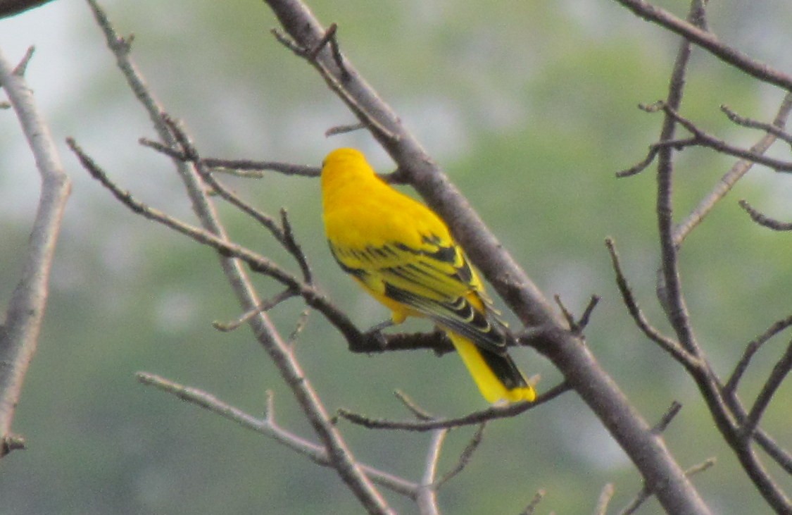 African Golden Oriole - ML638345363