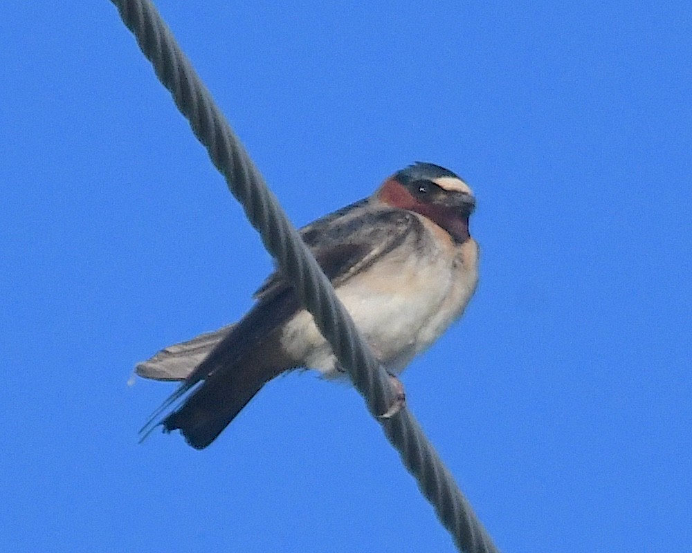סנונית אמריקנית - ML638345371
