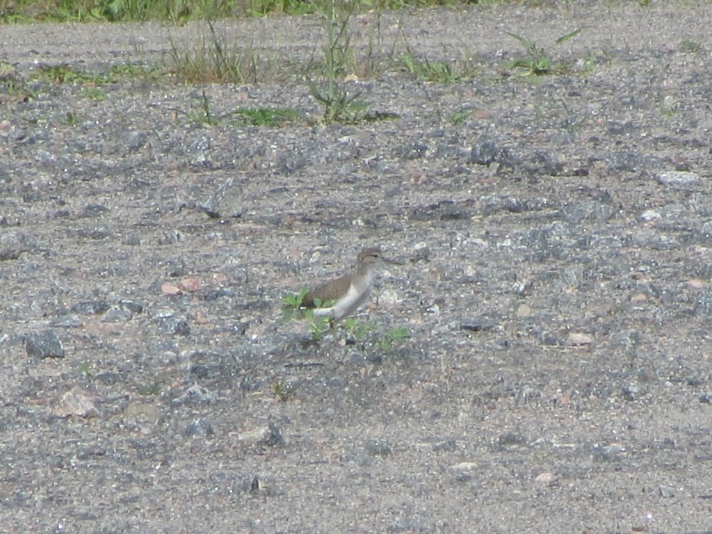 flekksnipe - ML638345383