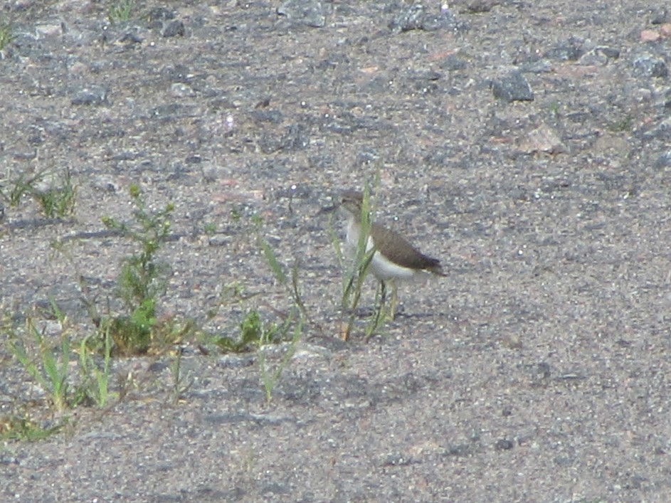 flekksnipe - ML638345384