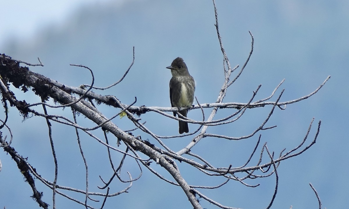 Pibí Boreal - ML638345440