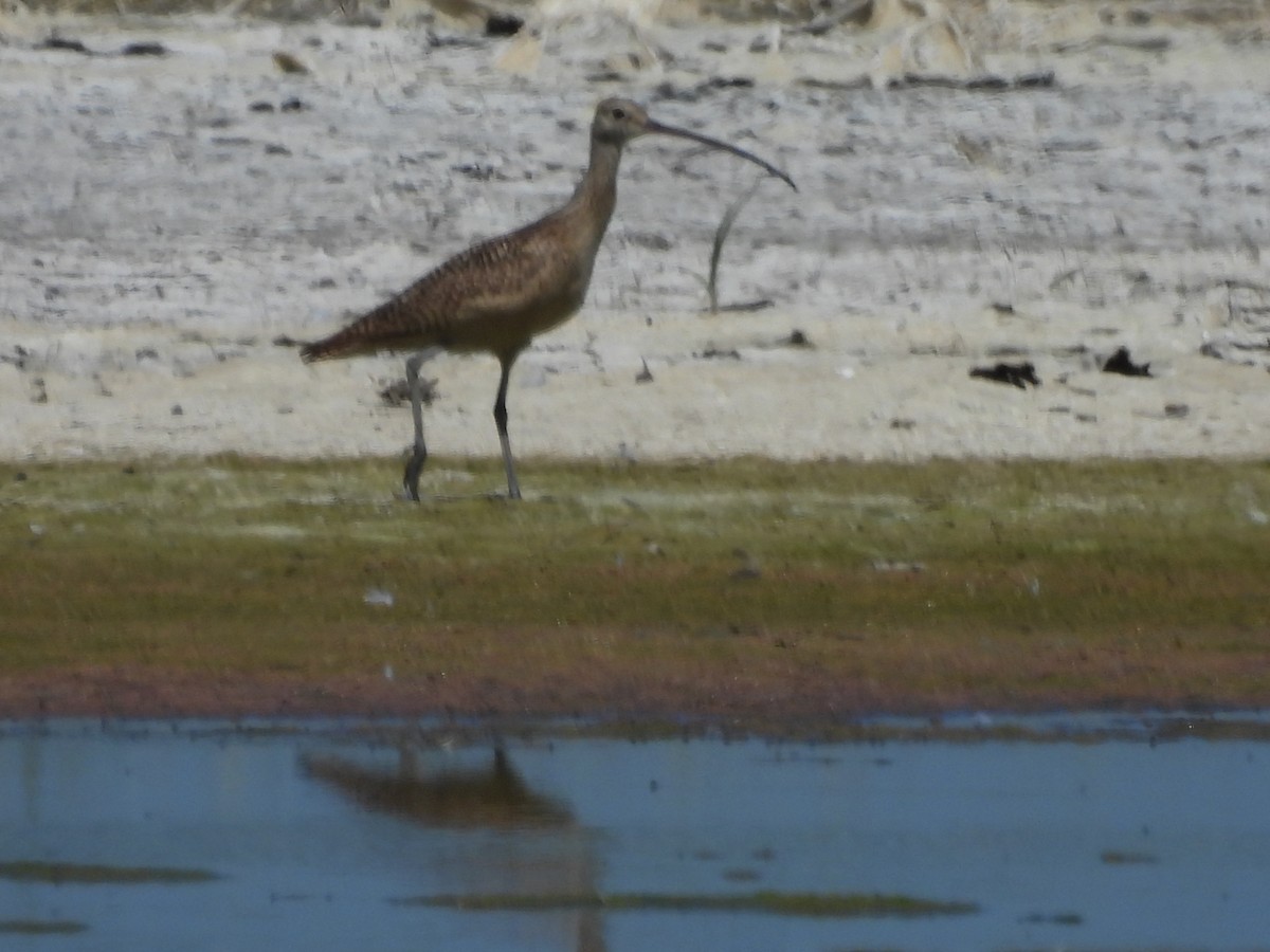 Long-billed Curlew - ML638345442