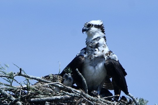 Osprey - ML638345451