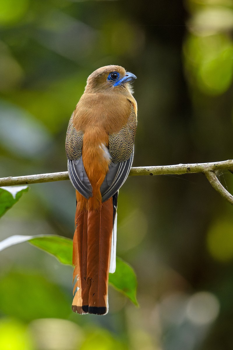 Malabar Trogon - ML638345461