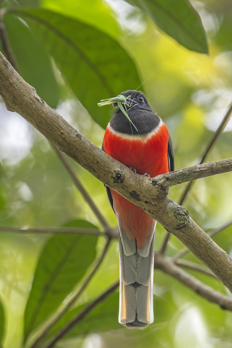 Malabar Trogon - ML638345463